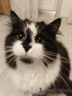 Foto №3. Eine junge Katze namens Fiona sucht ein Zuhause!. Russische Föderation