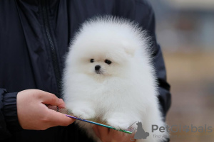 Foto №4. Ich werde verkaufen pommersche spitz in der Stadt Штутгарт. quotient 	ankündigung - preis - 404€