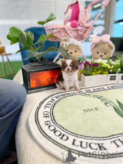 Foto №3. Charmante Chihuahua-Welpen, perfekte kleine Begleiter. Deutschland