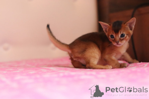 Foto №4. Ich werde verkaufen abessinierkatze in der Stadt Minsk. quotient 	ankündigung, vom kindergarten, züchter - preis - 625€