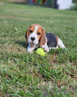 Foto №1. beagle - zum Verkauf in der Stadt Köln | 426€ | Ankündigung № 127383