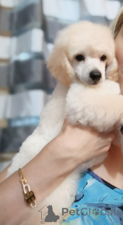 Foto №3. Top poodle puppies. Serbien