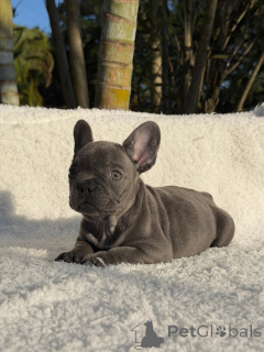 Foto №3. Entzückende Französische Bulldoggenwelpen bereit für ihr Zuhause!. Schweden