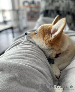 Foto №3. Männlicher walisischer Pembroke-Corgi-Welpe. Deutschland