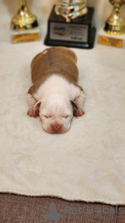 Foto №2 zu Ankündigung № 105456 zu verkaufen amerikanischer staffordshire terrier - einkaufen Montenegro 