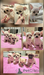 Foto №1. chihuahua - zum Verkauf in der Stadt Zenjanin | verhandelt | Ankündigung № 165320