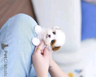 Foto №1. shih tzu - zum Verkauf in der Stadt Флорида Сити | 531€ | Ankündigung № 139164