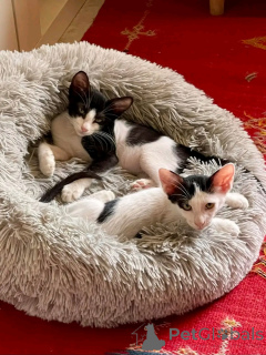 Foto №1. perserkatze - zum Verkauf in der Stadt Helsinki | 550€ | Ankündigung № 163742