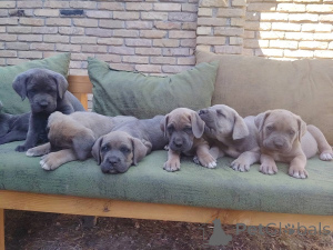 Foto №3. Cane Corso Welpen der Spitzenklasse. Serbien