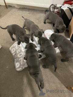 Foto №1. cane corso italiano - zum Verkauf in der Stadt Schlechtes Münsteerefel | verhandelt | Ankündigung № 166369