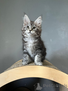 Foto №3. Atemberaubende Maine Coon Kätzchen. Deutschland