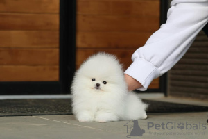 Foto №4. Ich werde verkaufen pommersche spitz in der Stadt Гамбург. quotient 	ankündigung - preis - 404€