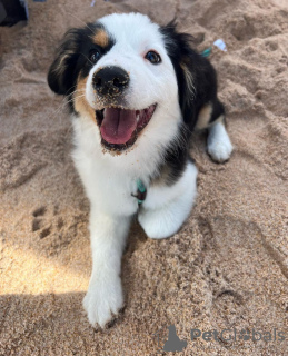 Foto №1. australian shepherd - zum Verkauf in der Stadt Братислава | Frei | Ankündigung № 111327