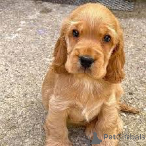 Foto №1. english cocker spaniel - zum Verkauf in der Stadt Paris | 700€ | Ankündigung № 164756