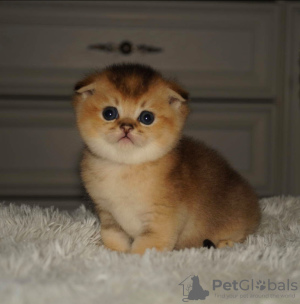 Foto №2 zu Ankündigung № 7958 zu verkaufen chinchilla-katze - einkaufen Weißrussland quotient 	ankündigung, züchter