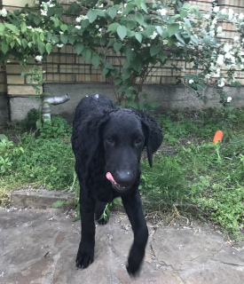 Foto №4. Ich werde verkaufen curly coated retriever in der Stadt Kiew. vom kindergarten - preis - Verhandelt