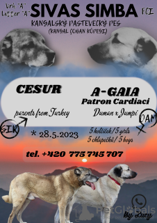 Foto №1. anatolischer hirtenhund - zum Verkauf in der Stadt Brno | 1100€ | Ankündigung № 55944