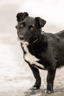 Foto №4. Ich werde verkaufen mischlingshund in der Stadt Moskwa. quotient 	ankündigung, aus dem tierheim - preis - Frei