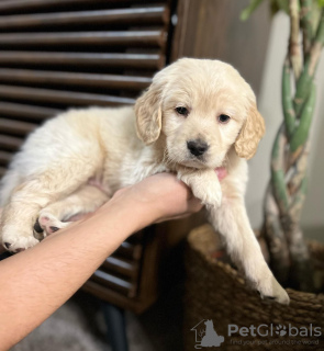 Foto №2 zu Ankündigung № 43822 zu verkaufen golden retriever - einkaufen USA quotient 	ankündigung