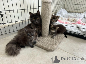 Foto №1. maine-coon-katze - zum Verkauf in der Stadt Beilngries | Frei | Ankündigung № 145307