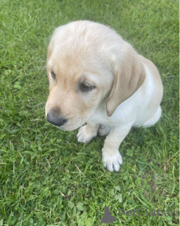 Foto №2 zu Ankündigung № 51103 zu verkaufen golden retriever - einkaufen USA quotient 	ankündigung