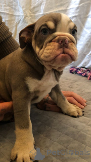 Foto №1. englische bulldogge - zum Verkauf in der Stadt Butler | 379€ | Ankündigung № 111117