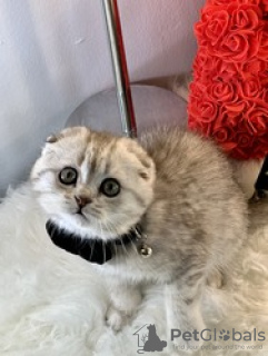 Foto №3. iloiset Scottish Fold - pennut, 10 viikkoa vanhat Pentumme lähtevät kotoa. Finnland