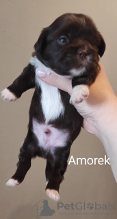 Foto №2 zu Ankündigung № 41364 zu verkaufen shih tzu - einkaufen Polen züchter