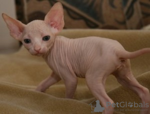 Foto №1. sphynx-katze - zum Verkauf in der Stadt Ringsted | verhandelt | Ankündigung № 58515