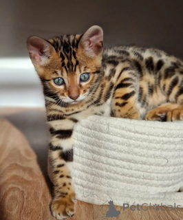 Foto №3. Wunderschöne braungefleckte Bengalkätzchen, Männchen und Weibchen erhältlich. Niederlande