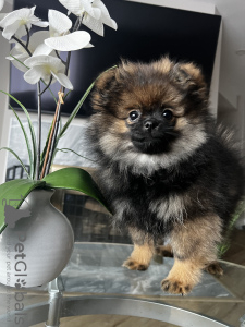 Foto №3. Verkaufen. USA