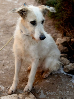 Zusätzliche Fotos: Ein absolut toller Hund Firefly sucht seine Familie!