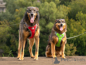 Foto №2 zu Ankündigung № 152308 zu verkaufen mischlingshund - einkaufen Russische Föderation quotient 	ankündigung