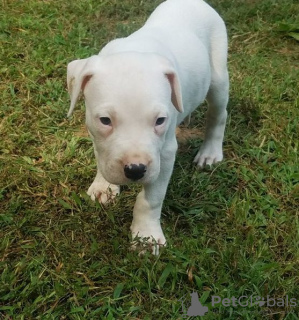 Foto №1. dogo argentino - zum Verkauf in der Stadt Vermontville | Frei | Ankündigung № 110085