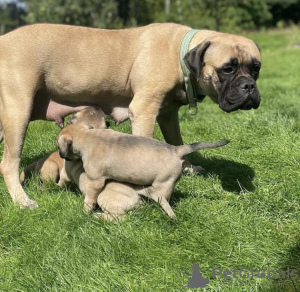 Foto №1. bullmastiff - zum Verkauf in der Stadt Jersey City | 531€ | Ankündigung № 129528