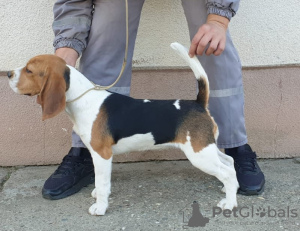 Foto №4. Ich werde verkaufen beagle in der Stadt Omoljica. quotient 	ankündigung - preis - verhandelt