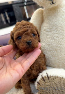 Foto №1. pudel (toy) - zum Verkauf in der Stadt Stadt von London | Frei | Ankündigung № 157432