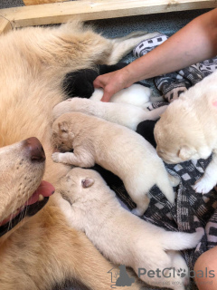 Foto №2 zu Ankündigung № 7407 zu verkaufen eurasier - einkaufen Lettland vom kindergarten