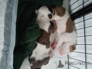 Foto №3. Amerikanische Bulldogge, Nicht XL. Deutschland