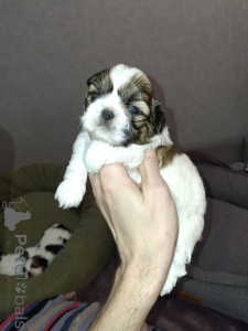 Foto №4. Ich werde verkaufen lhasa apso, pekingese, pommersche spitz, shih tzu in der Stadt Pärnu. quotient 	ankündigung, vom kindergarten, züchter - preis - 750€