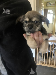 Foto №2 zu Ankündigung № 159365 zu verkaufen chihuahua - einkaufen USA quotient 	ankündigung