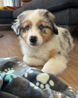 Foto №1. australian shepherd - zum Verkauf in der Stadt Ostrava | verhandelt | Ankündigung № 115756