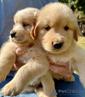 Foto №1. golden retriever - zum Verkauf in der Stadt Berlin | verhandelt | Ankündigung № 124994