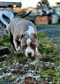 Zusätzliche Fotos: AMERICAN BULLY WELPEN