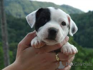Foto №2 zu Ankündigung № 165995 zu verkaufen staffordshire bull terrier - einkaufen Spanien quotient 	ankündigung, züchter