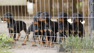 Foto №1. dobermann - zum Verkauf in der Stadt Belgrad | verhandelt | Ankündigung № 84260