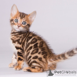 Foto №2 zu Ankündigung № 120719 zu verkaufen bengal katzenrasse - einkaufen Belgien 