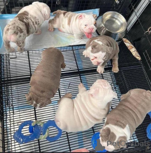 Foto №2 zu Ankündigung № 157880 zu verkaufen englische bulldogge - einkaufen Deutschland aus dem tierheim, züchter