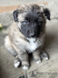 Foto №1. belgischer schäferhund - zum Verkauf in der Stadt New York | 3188€ | Ankündigung № 133673