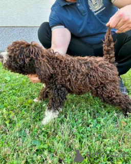 Foto №2 zu Ankündigung № 140774 zu verkaufen lagotto romagnolo - einkaufen Serbien 